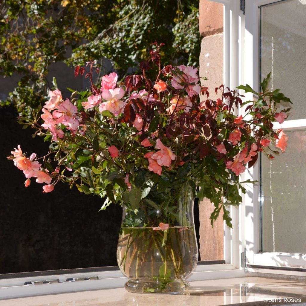 Rosa moschata Esch-sur-Sûre - Moschus-Rose