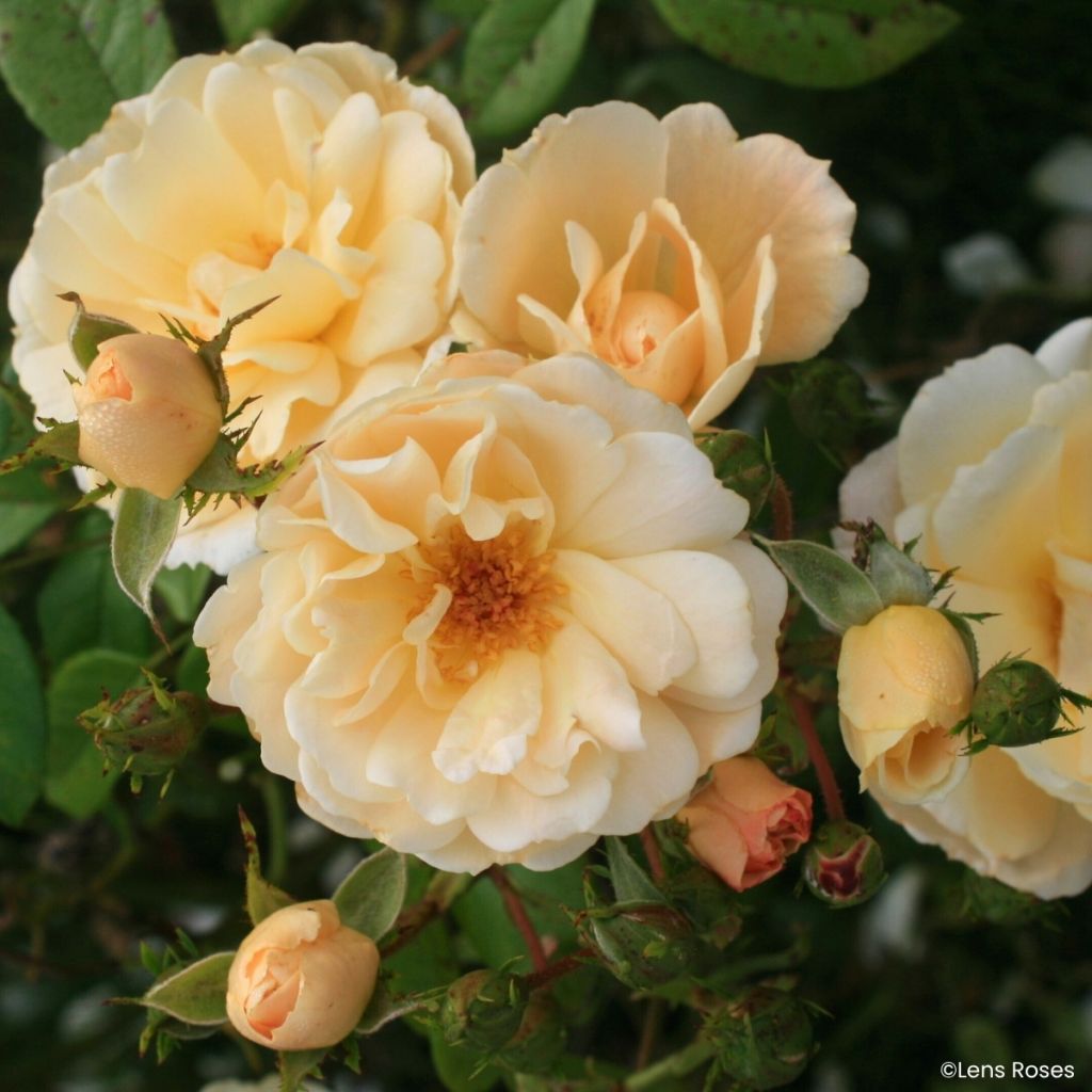 Rosa moschata Machera - Moschus-Rose