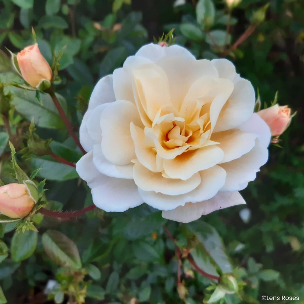 Rosa moschata Machera - Moschus-Rose