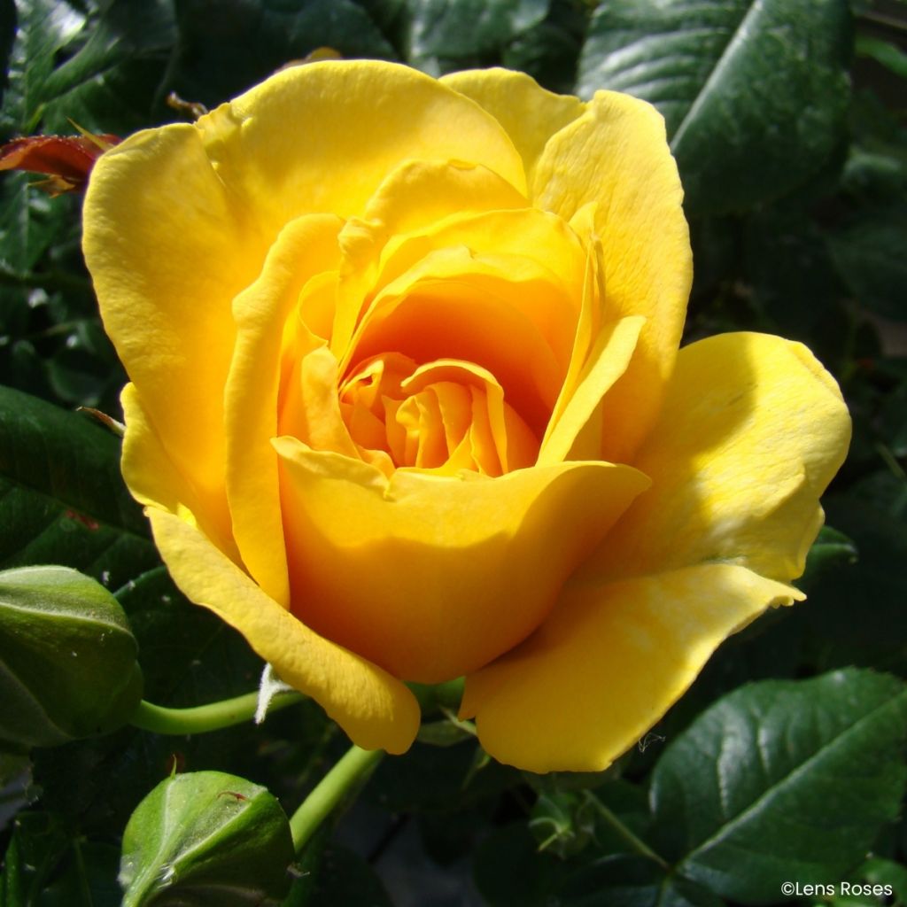 Rosa Absolutely Fabulous - Beetrose