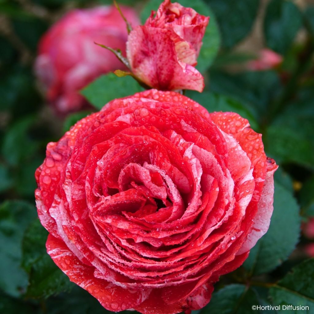 Rosa Scentimental Coral - Beetrose