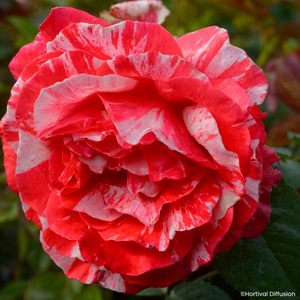 Rosa Scentimental Coral - Beetrose