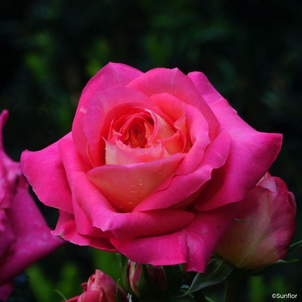 Rosa Bali - Edelrose