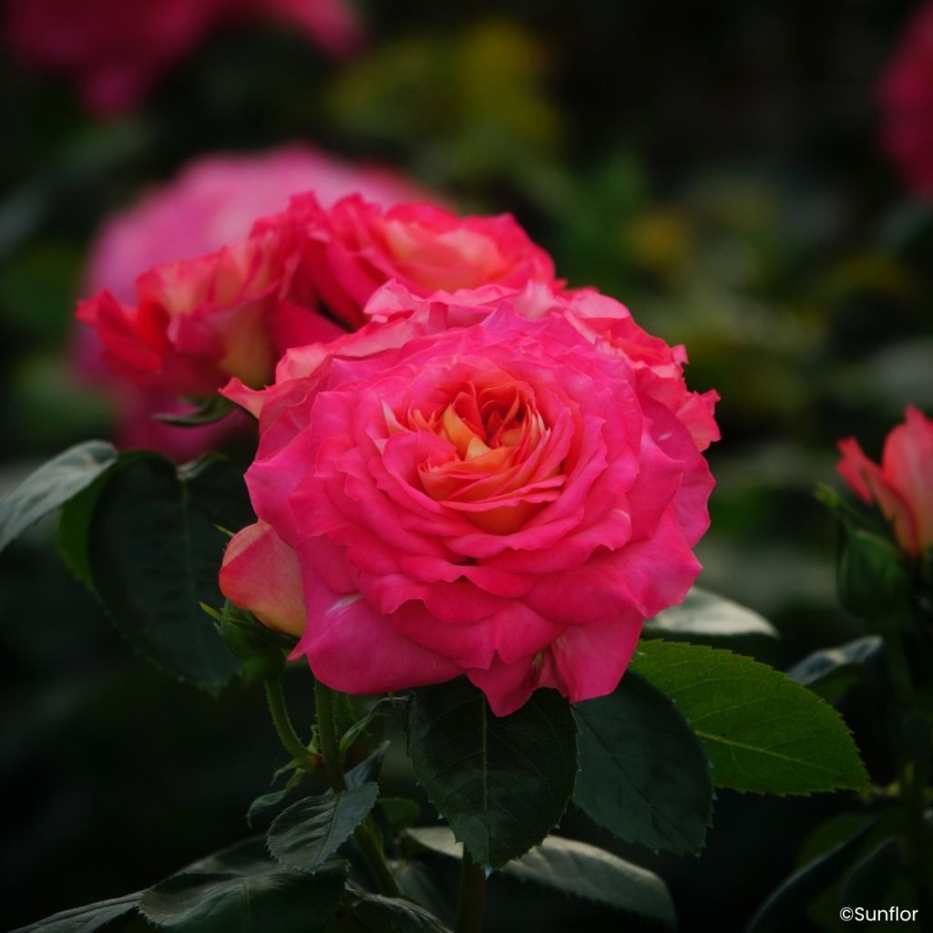 Rosa Bali - Edelrose