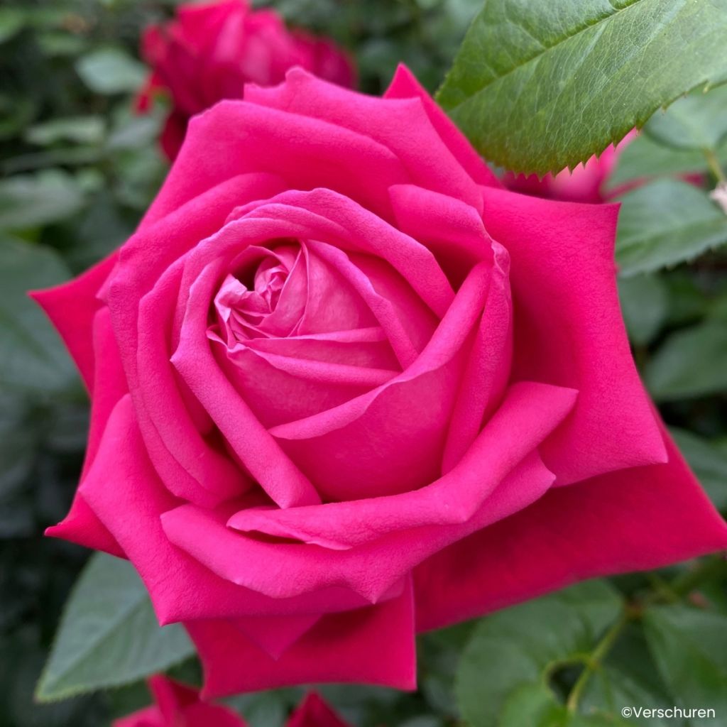 Rosa floribunda Ruby Kiss - Beetrose