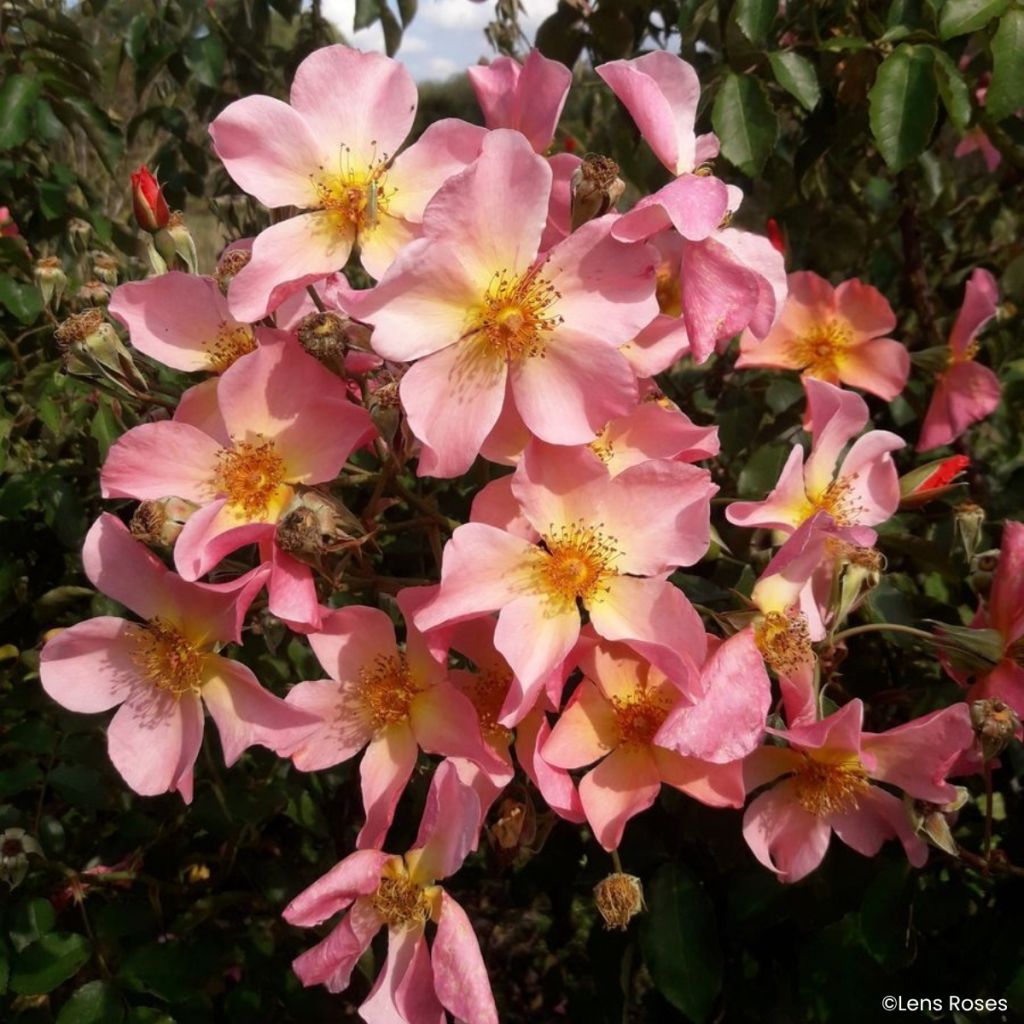 Rosa Lens Flair - Kletterrose