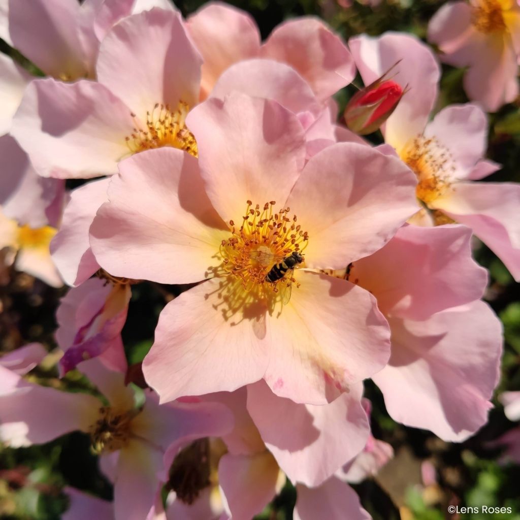 Rosa Lens Flair - Kletterrose