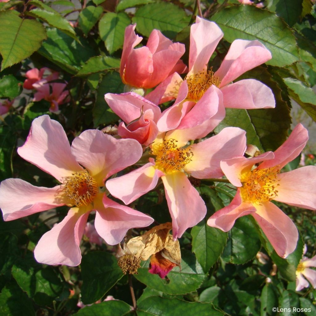 Rosa Lens Flair - Kletterrose