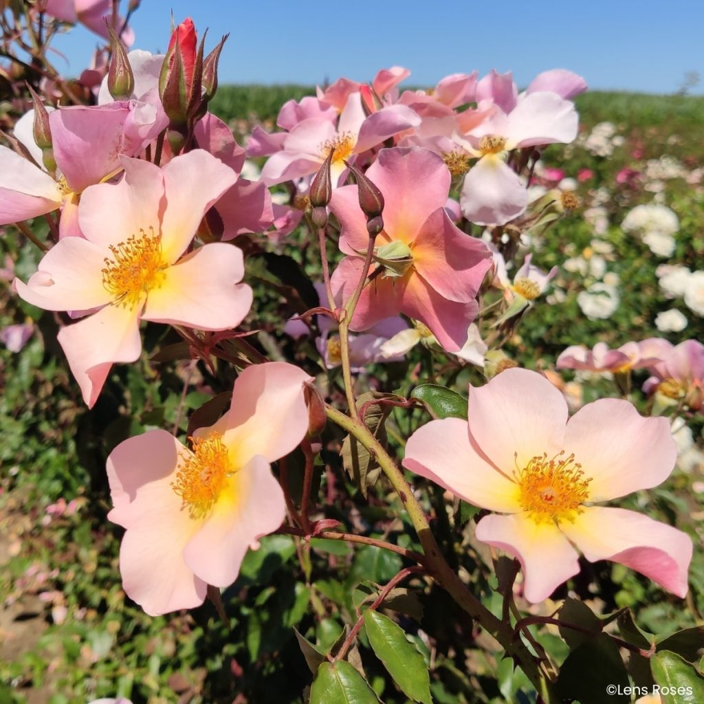 Rosa Lens Flair - Kletterrose