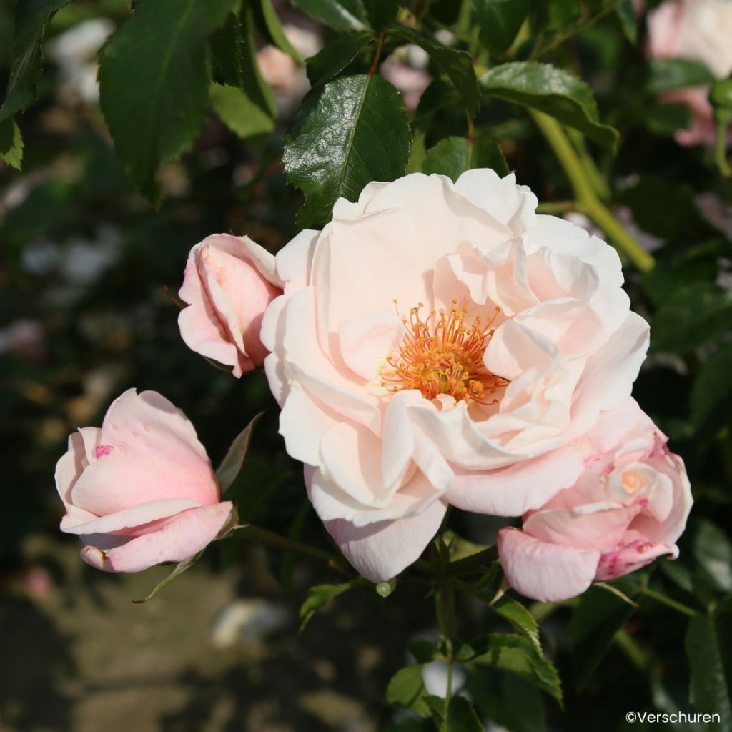 Rosa Zelmani's Dream - Kletterrose