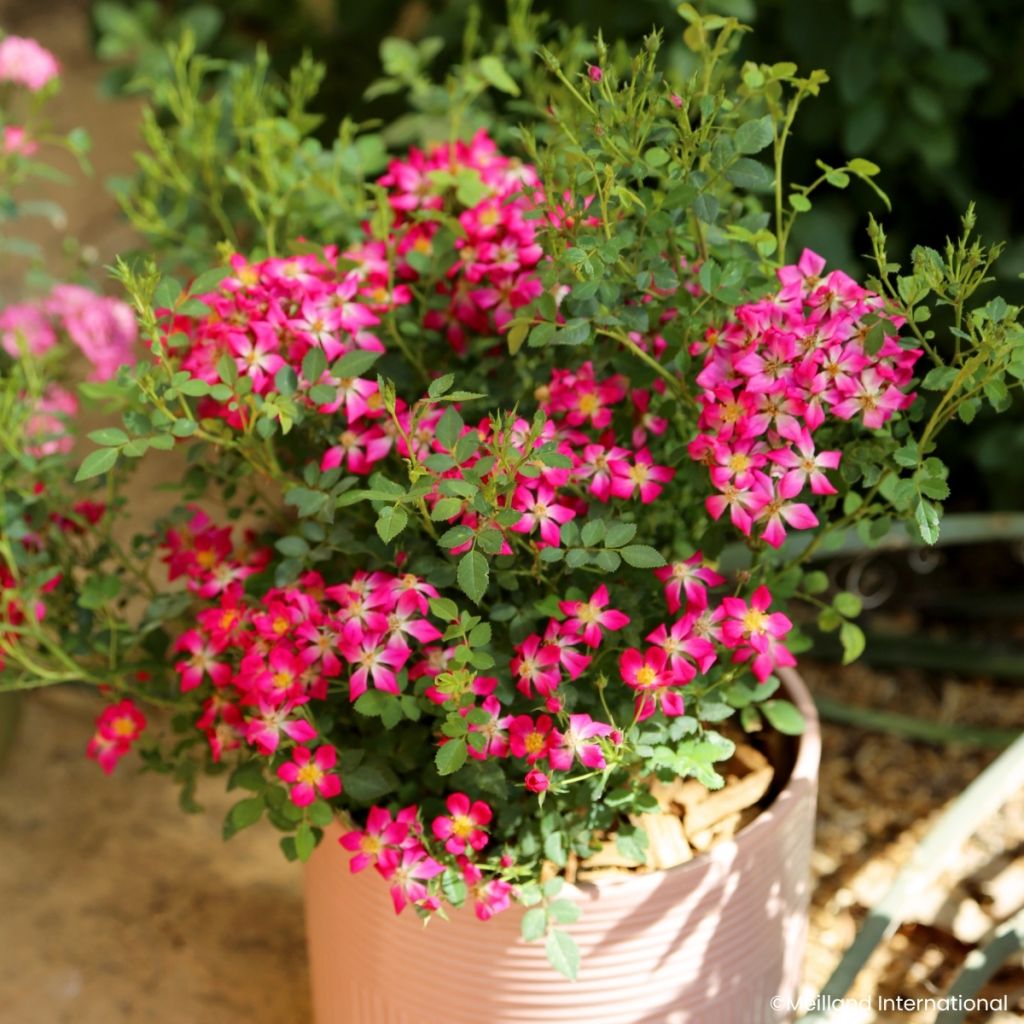 Rosa Galaxy Antares - Zwergrose