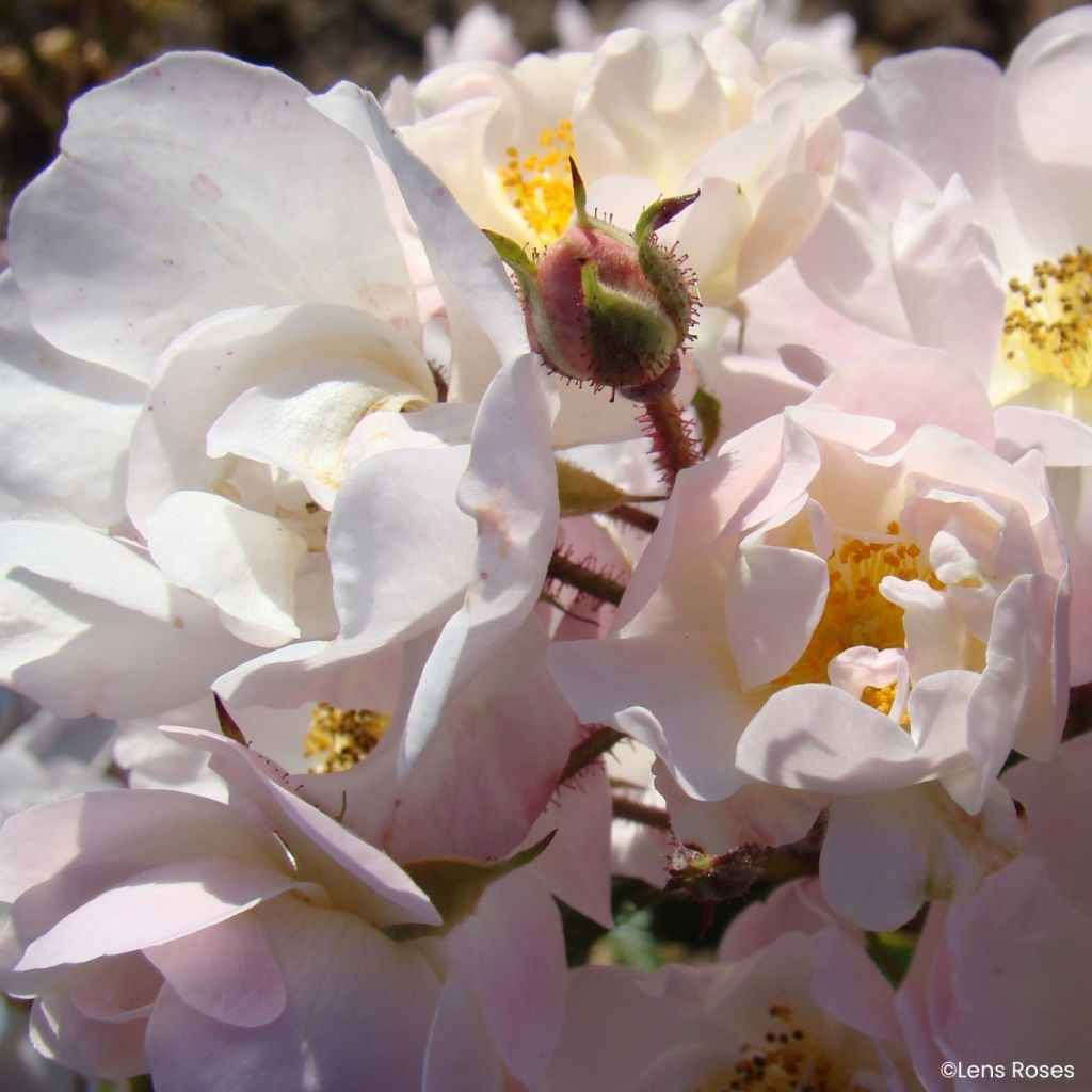 Rosa moschata Ma Fille Sara - Zwerg-Parkrose