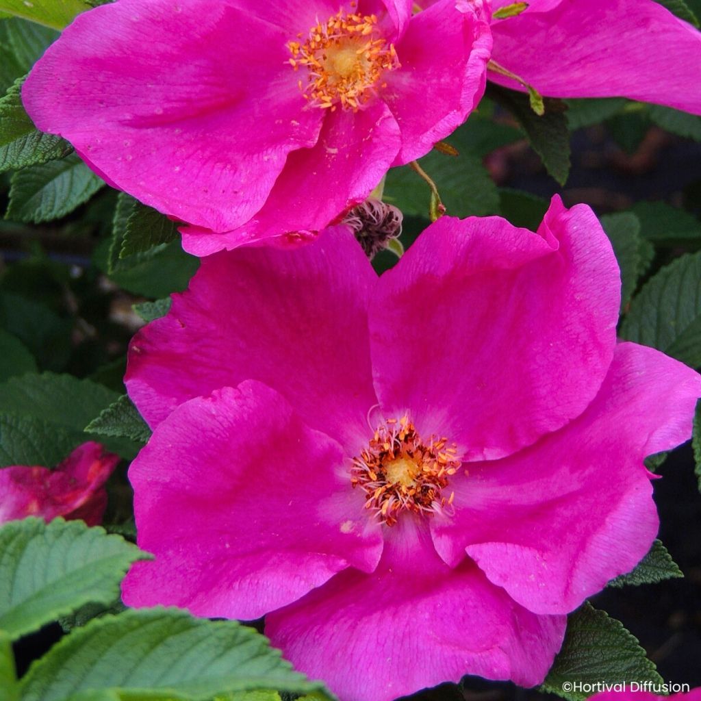 Rosier rugosa Angelia Eglantine - Apfelrose
