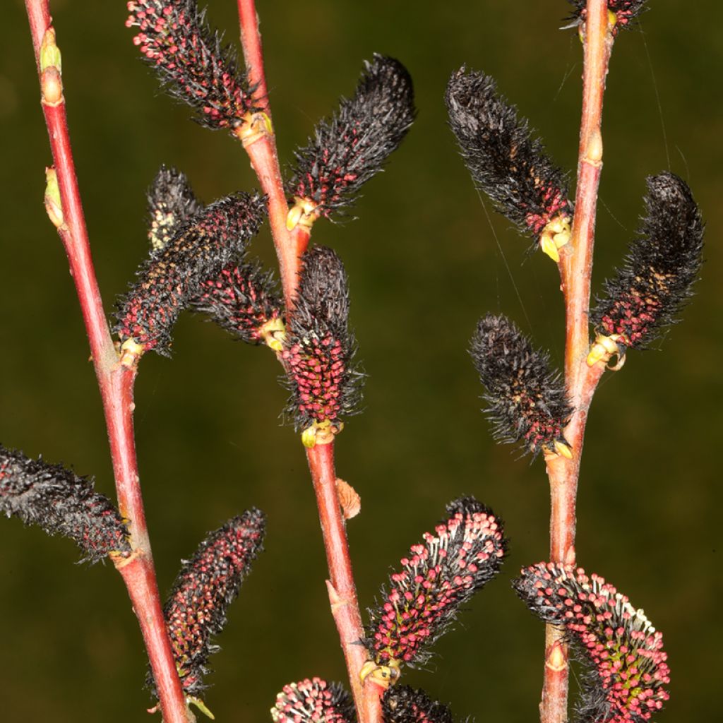 Rosa Kätzchenweide Melanostachys - Salix gracilistyla 