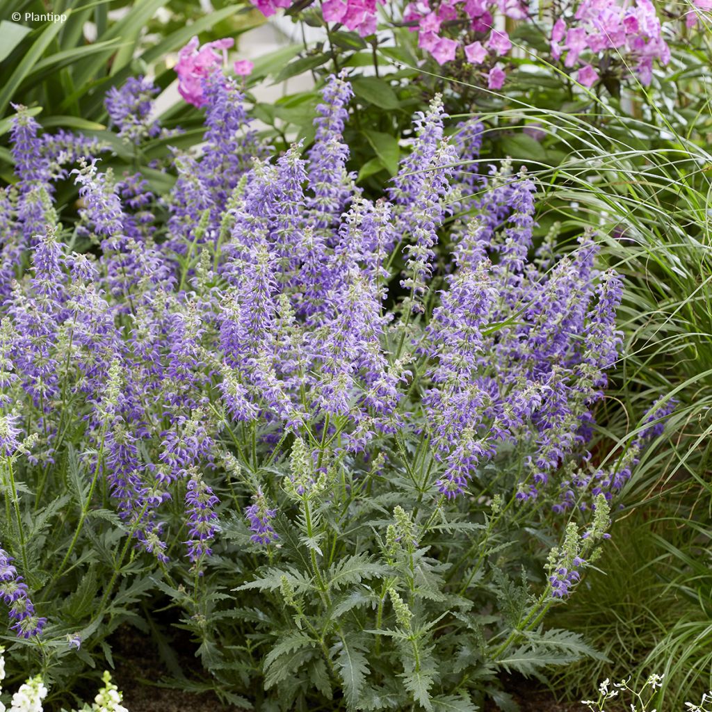 Salvia Feathers Peacock - Guarani-Salbei