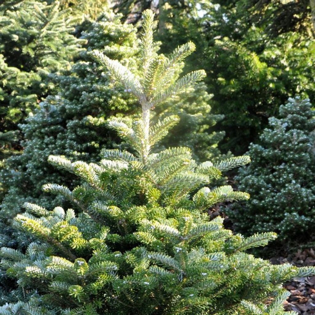Abies koreana Samling - Koreanische Tanne