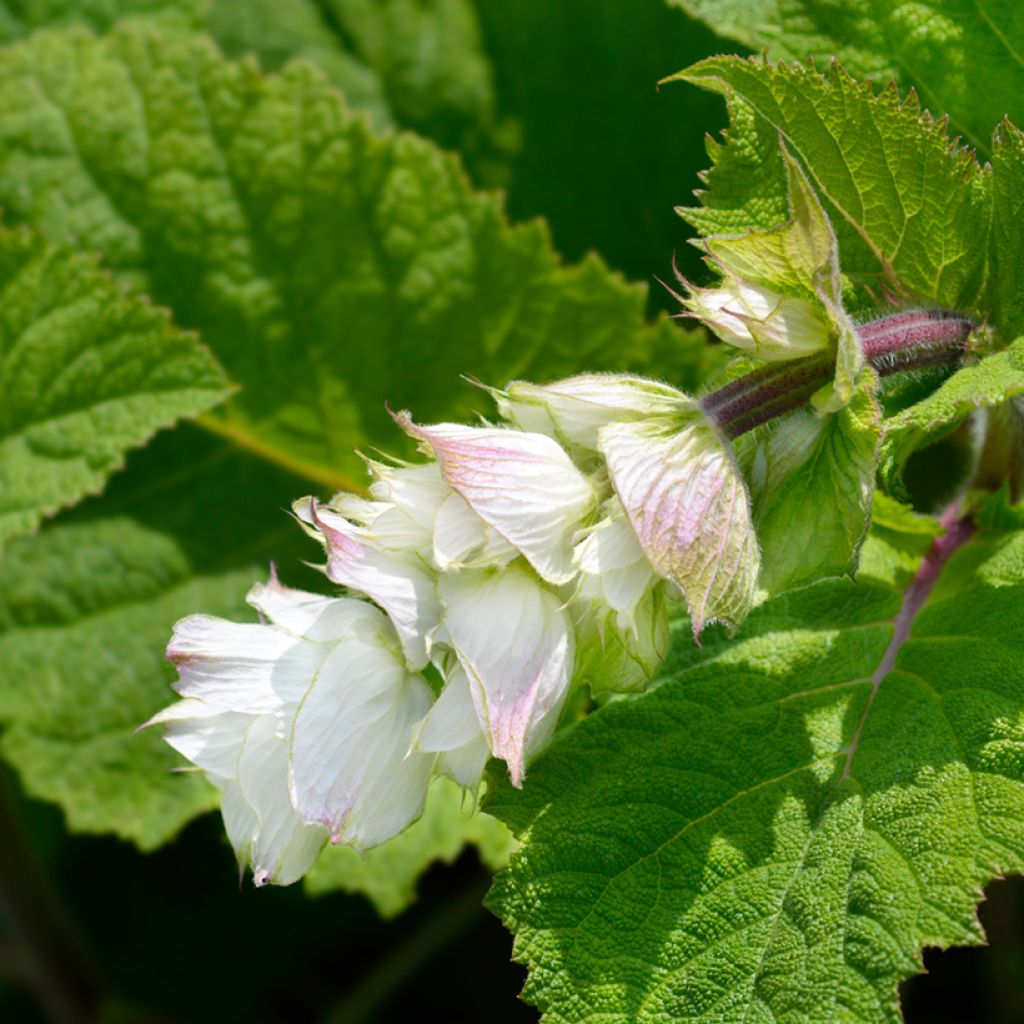 Muskat-Salbei Vatican White - Salvia sclarea