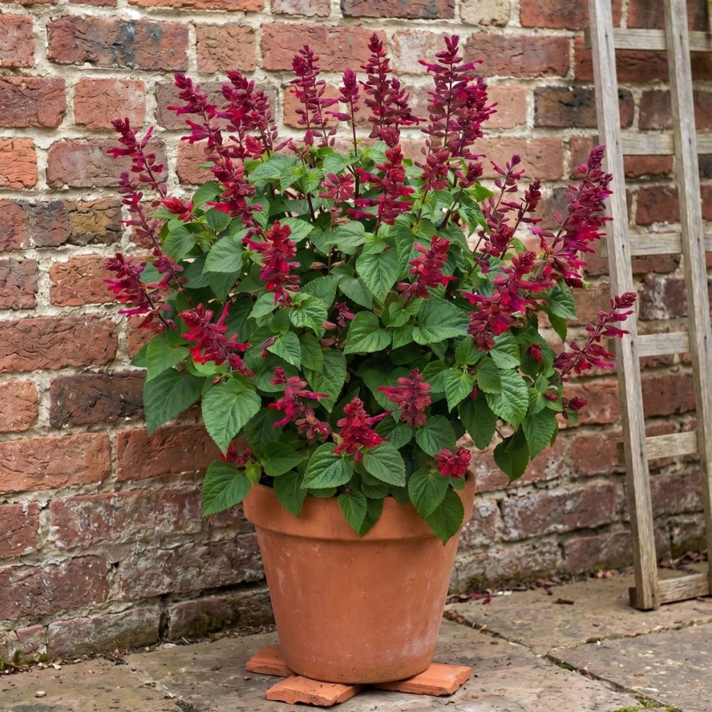 Salvia hybrida Rockin' Red Flamingo - Salbei