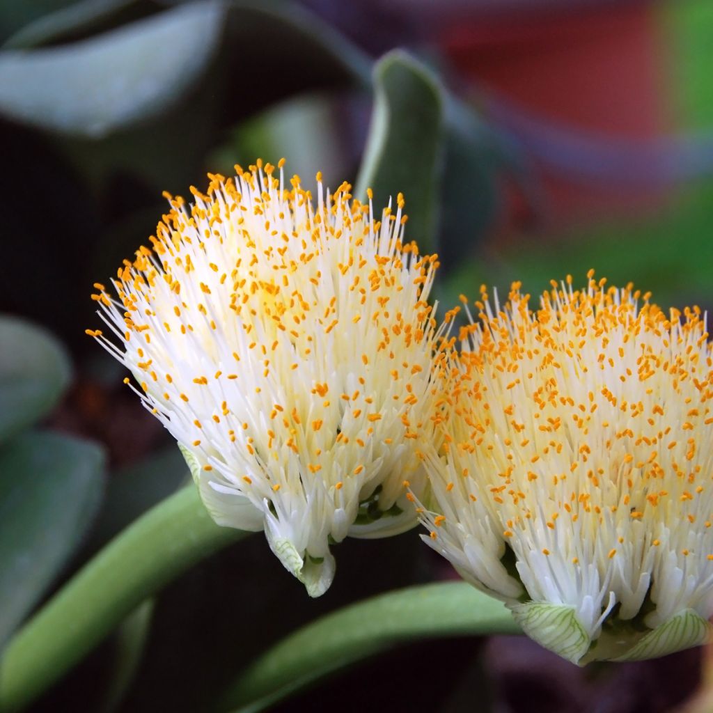 Scadoxus oder Haemanthus albiflos
