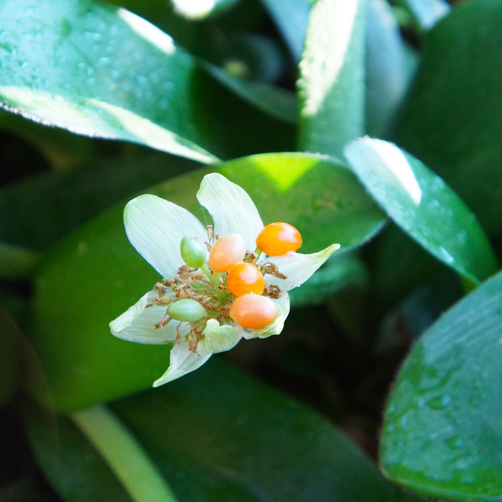 Scadoxus oder Haemanthus albiflos