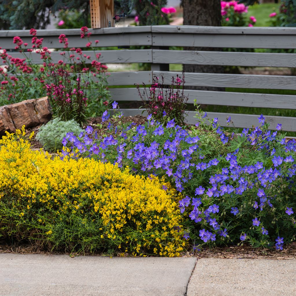 Stein-Ginster - Genista lydia