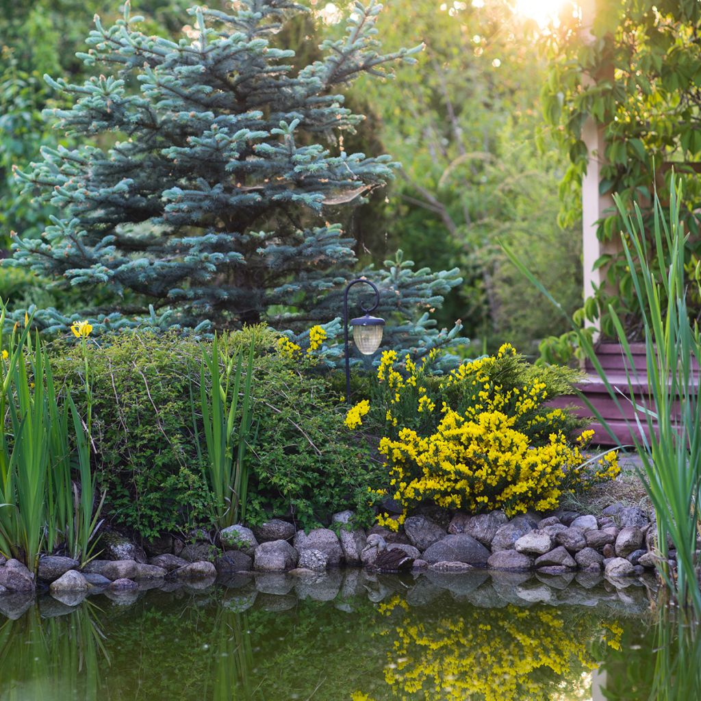 Cytisus decumbens - Niederliegender Geißklee