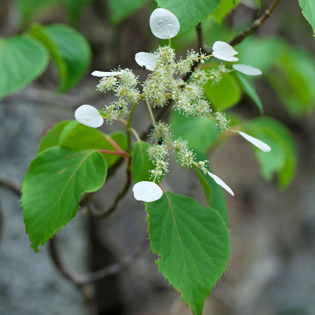 Schizophragma hydrangeoides - Spalthortensie
