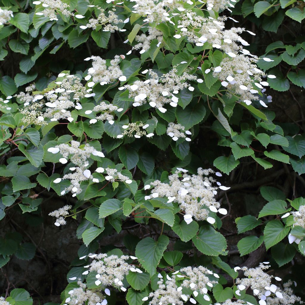 Schizophragma hydrangeoides - Spalthortensie