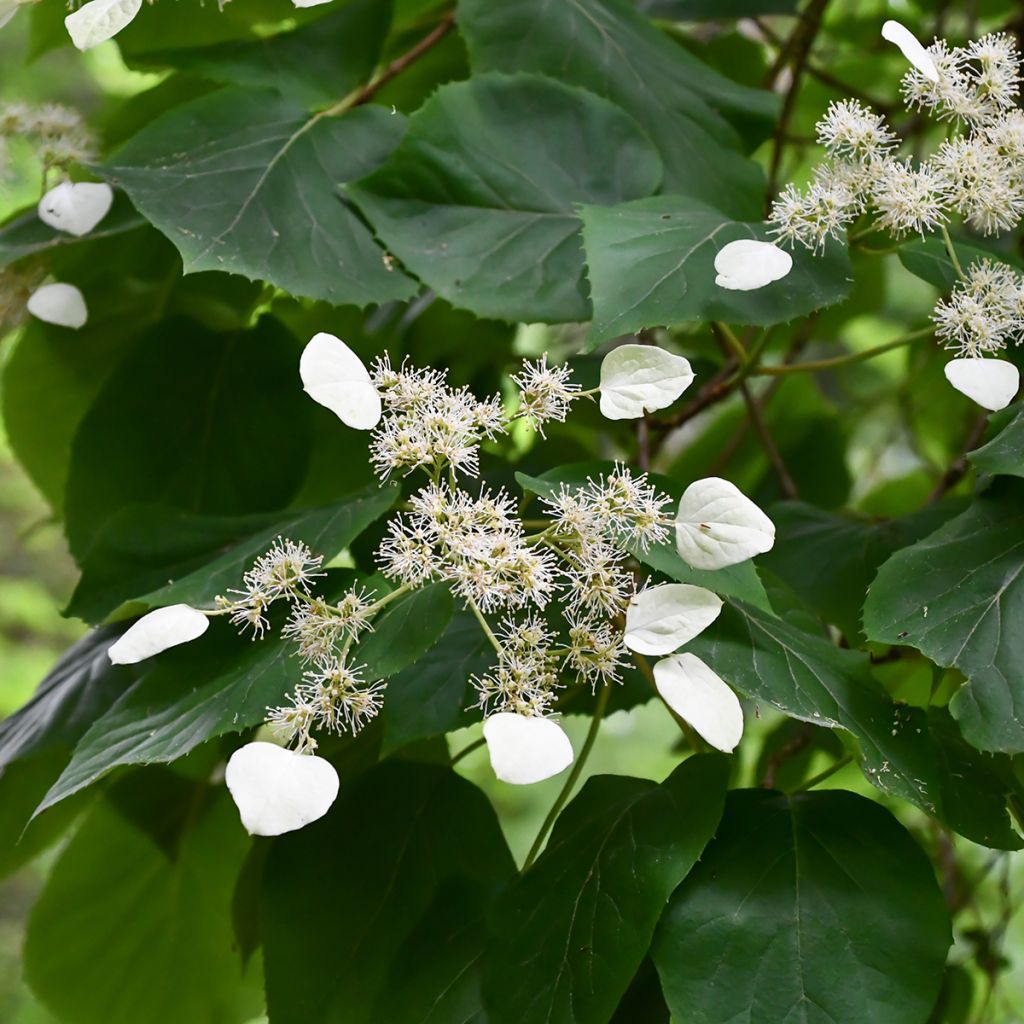 Schizophragma hydrangeoides - Spalthortensie