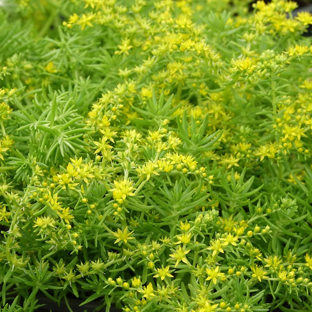 Fetthenne Lemon Ball - Sedum