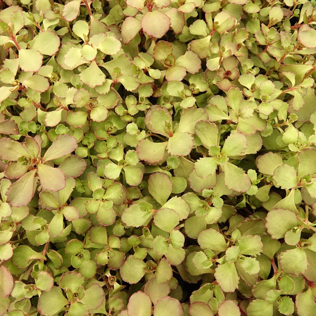 Fetthenne Woodoo - Sedum spurium
