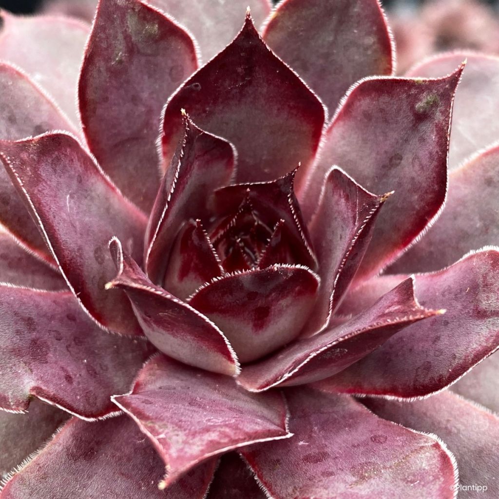 Hauswurz Chick Charms Grape Galaxy - Sempervivum 