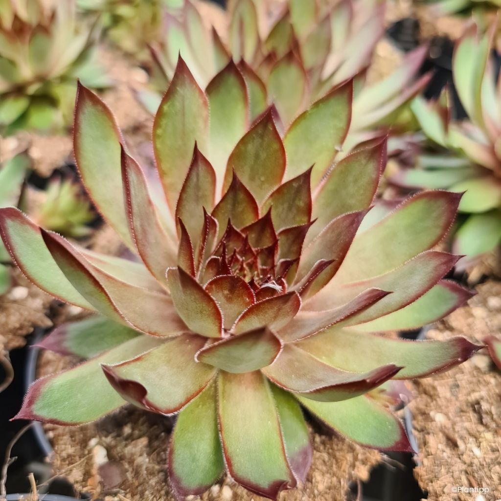 Hauswurz Chick Charms Grape Galaxy - Sempervivum 