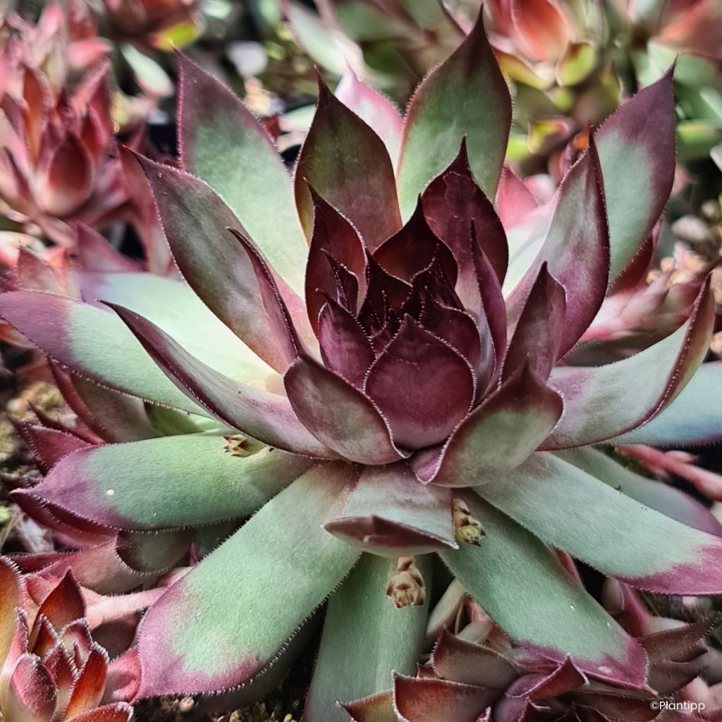 Hauswurz Chick Charms Grape Galaxy - Sempervivum 