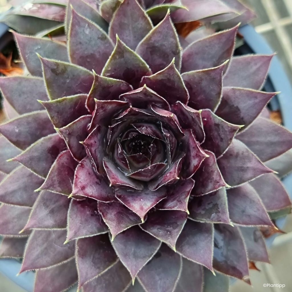 Hauswurz Chick Charms Grape Galaxy - Sempervivum 