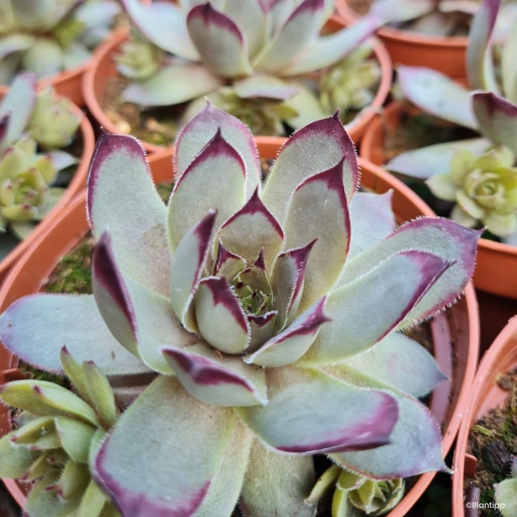 Hauswurz Chick Charms Grape Galaxy - Sempervivum 
