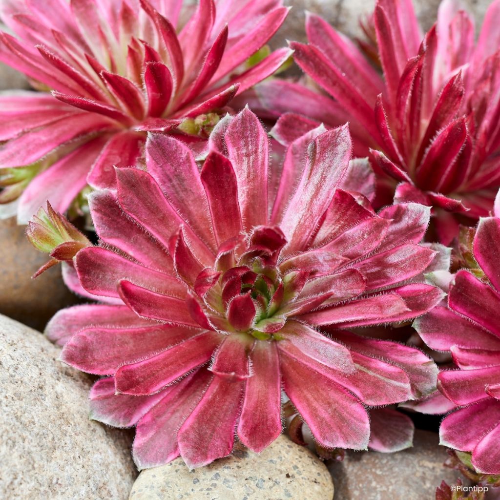 Hauswurz Chick Charms Lotus Blossom - Sempervivum 