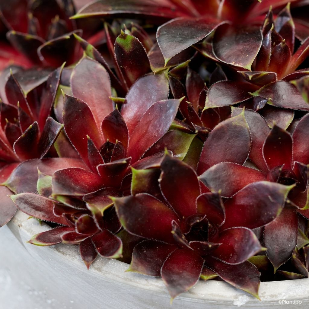 Hauswurz Colorockz Coconut Crystal - Sempervivum 