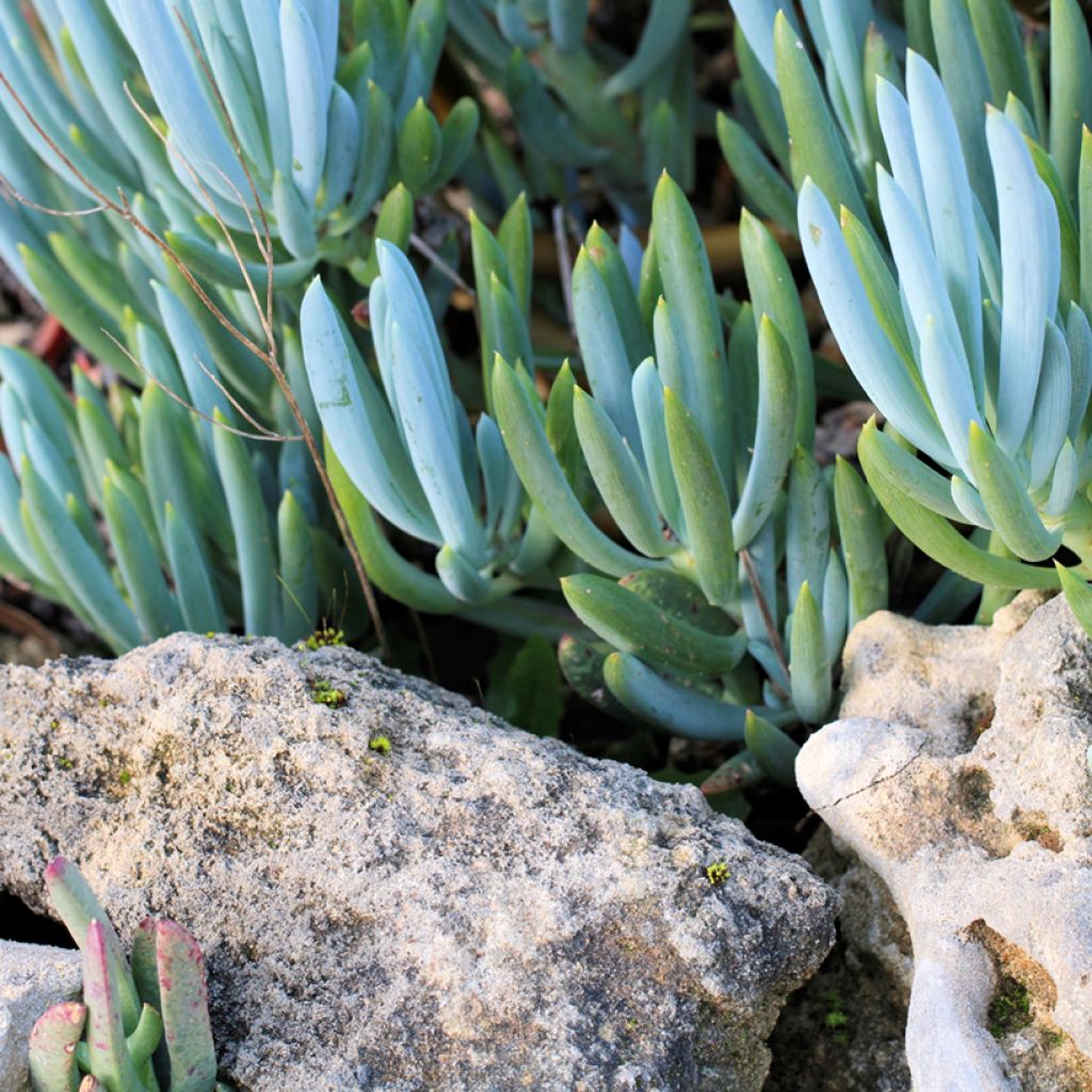 Senecio serpens Dwarf Blue - Kreuzkraut