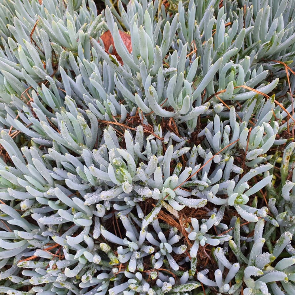 Senecio serpens Dwarf Blue - Kreuzkraut