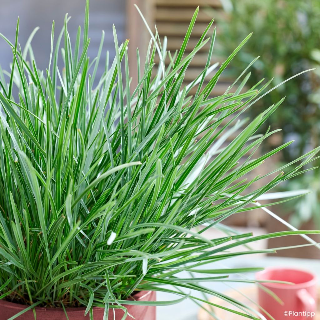 Sesleria heufleriana Blue Porcupine - Grüne Kopfgras