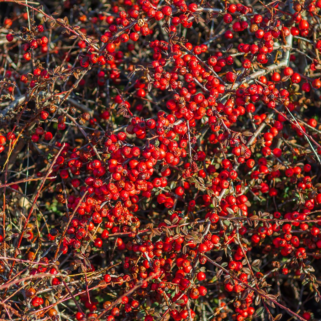 Büffelbeere - Shepherdia argentea