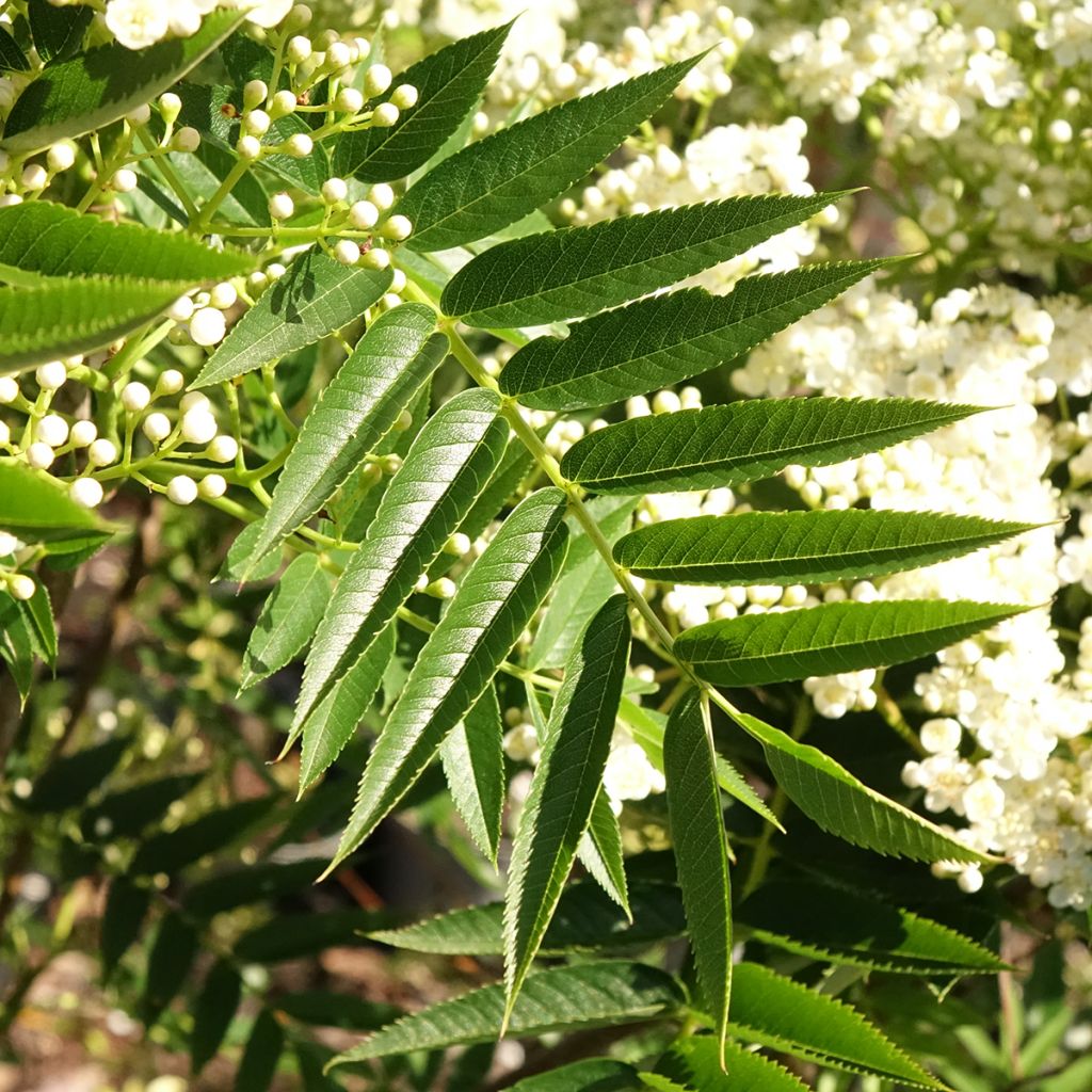Vogelbeere - Sorbus wilfordii