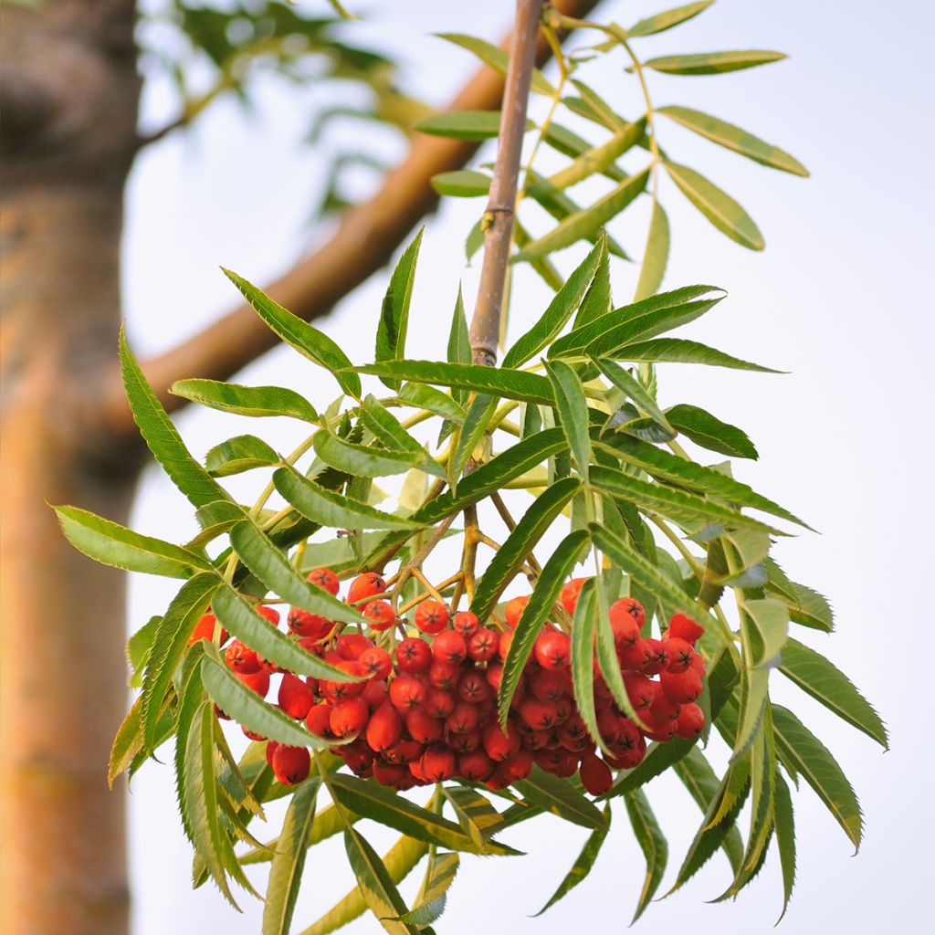 Vogelbeere - Sorbus wilfordii