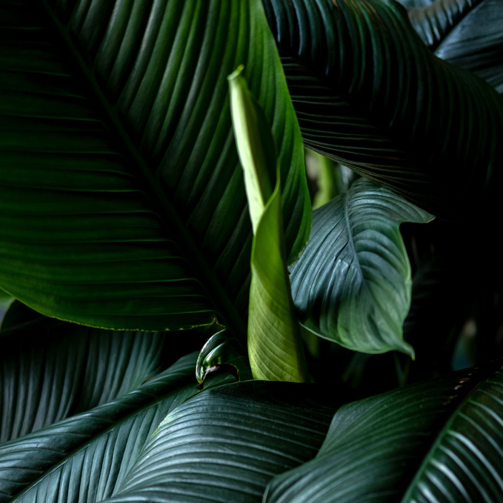 Einblatt - Spathiphyllum Sensation