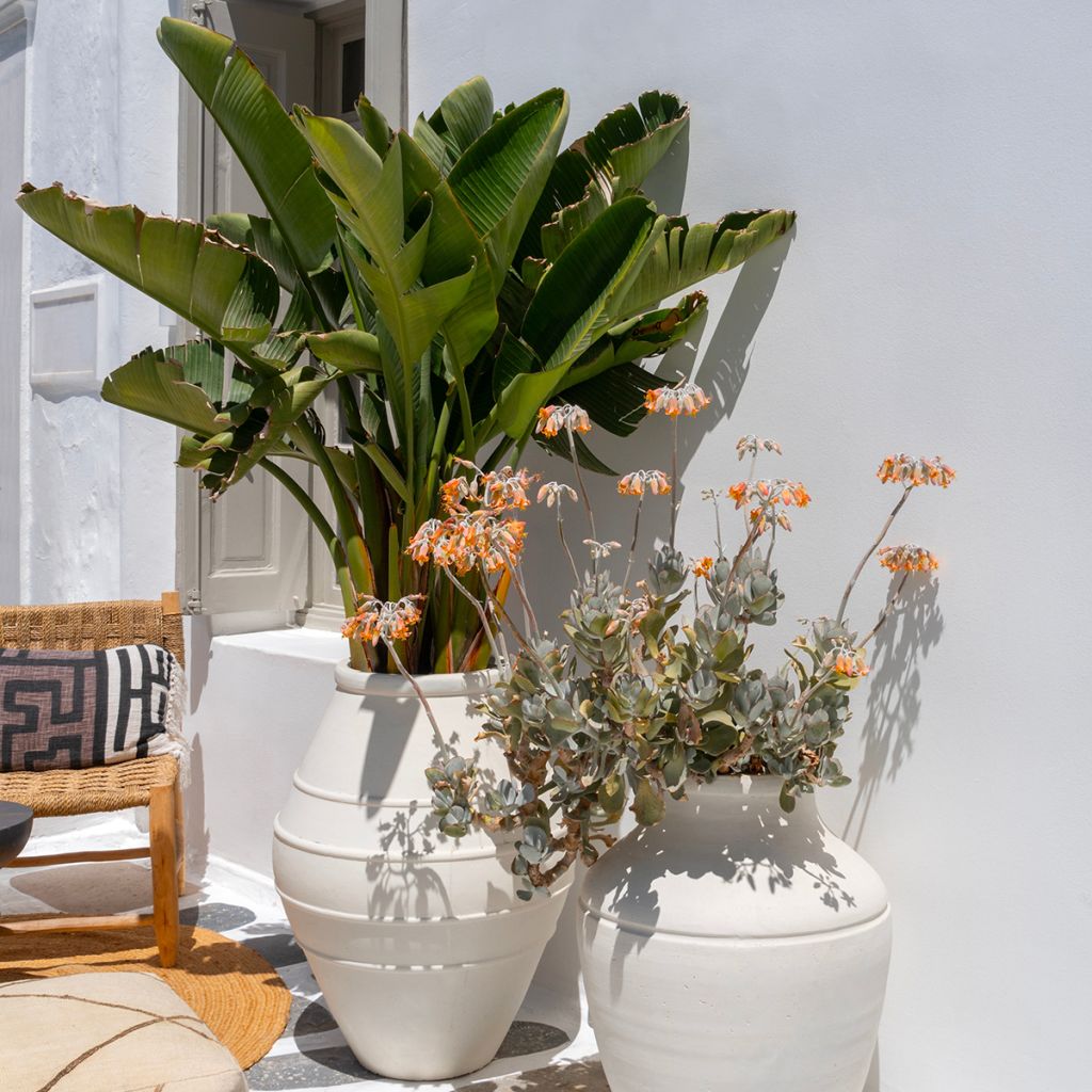 Strelitzia nicolai (samen)