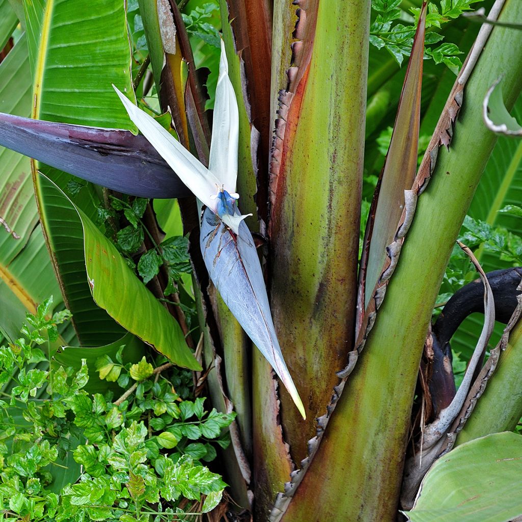 Strelitzia nicolai (samen)