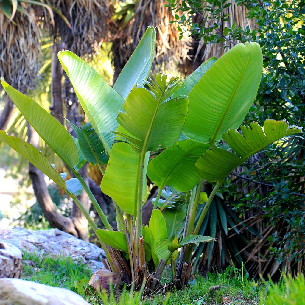 Strelitzia nicolai (samen)