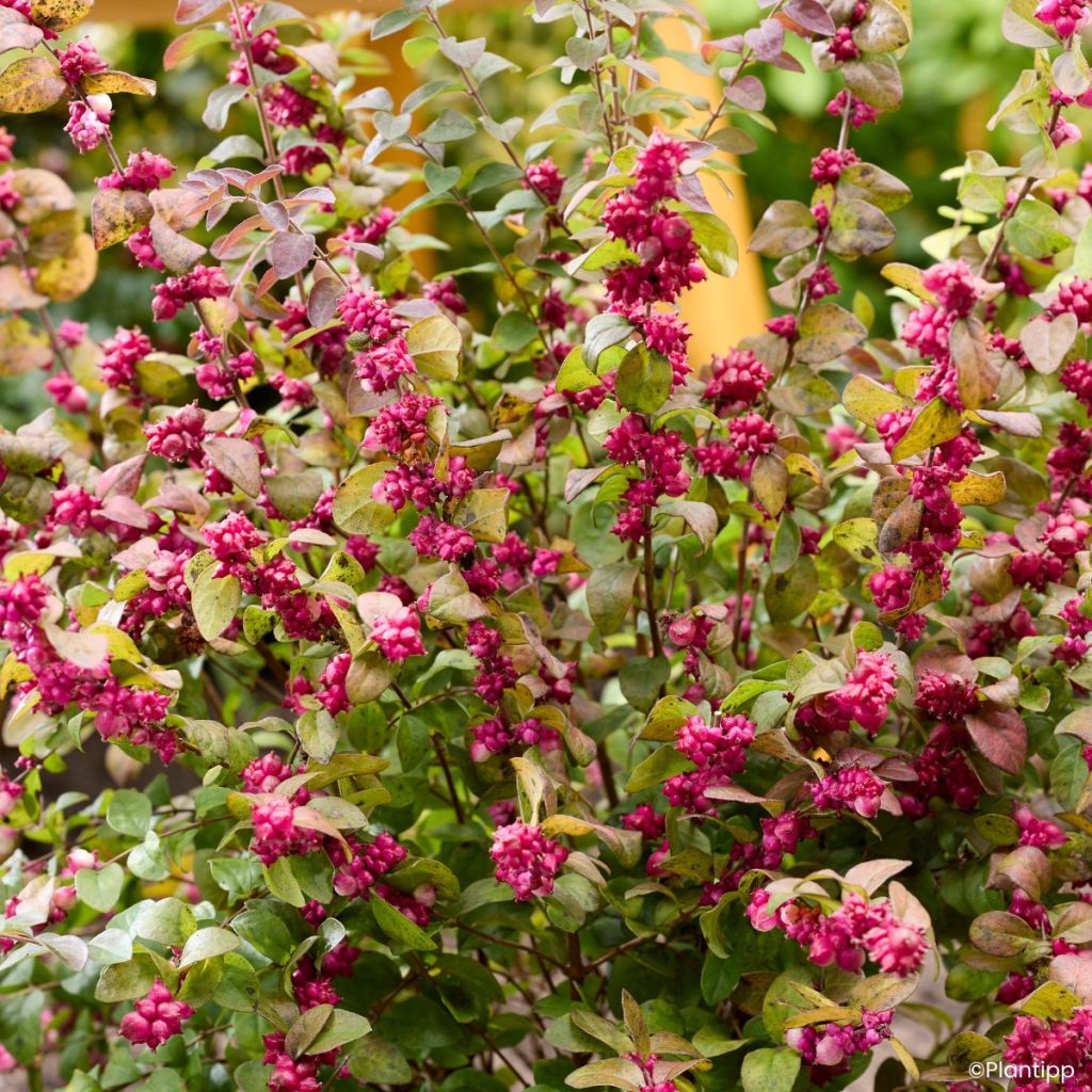 Amethystbeere Little Berry - Symphoricarpos