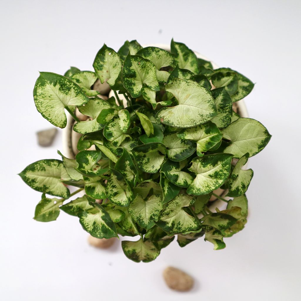 Purpurtute - Syngonium podophyllum Pixie